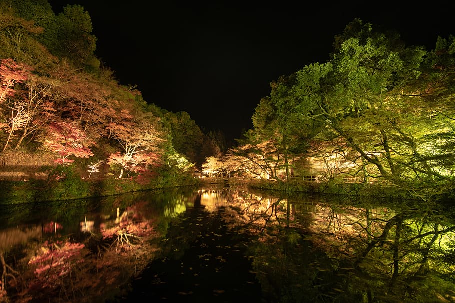 用作公園, ライトアップ, tree, water, reflection, lake HD wallpaper