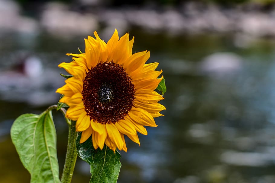 sunflower, nature, spring, flowering plant, yellow, beauty in nature HD wallpaper