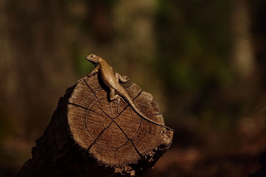 reptile on log, one animal, focus on foreground, nature, close-up HD wallpaper