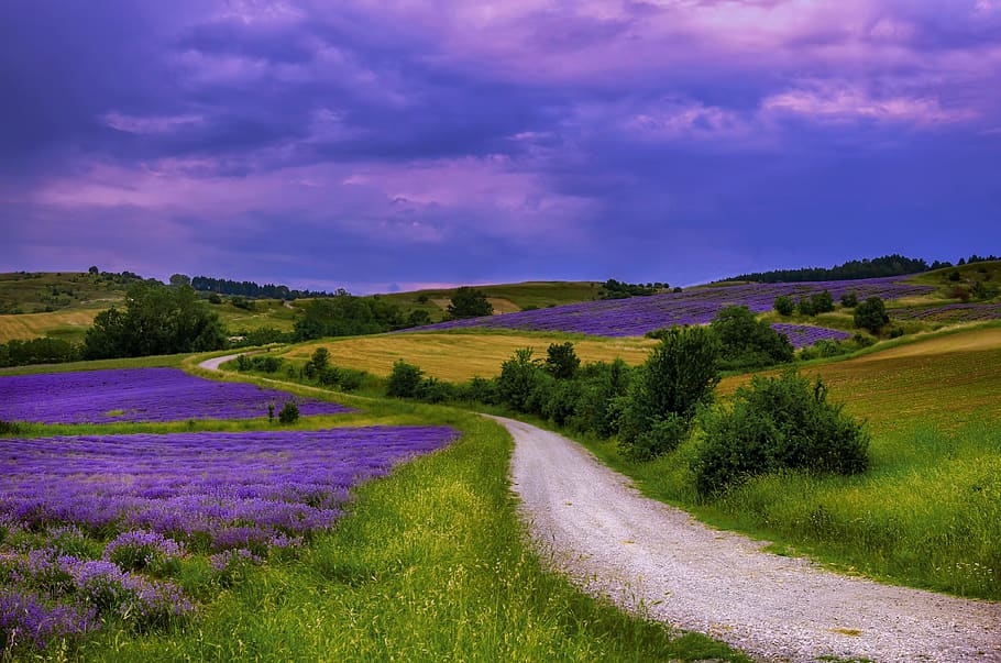 fields, colors, nature, lavender, mood, colorful, sunrise, bird HD wallpaper