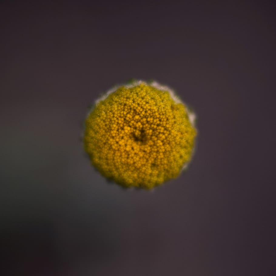 macro, flower, yellow, soft, blur, studio shot, close-up, indoors HD wallpaper