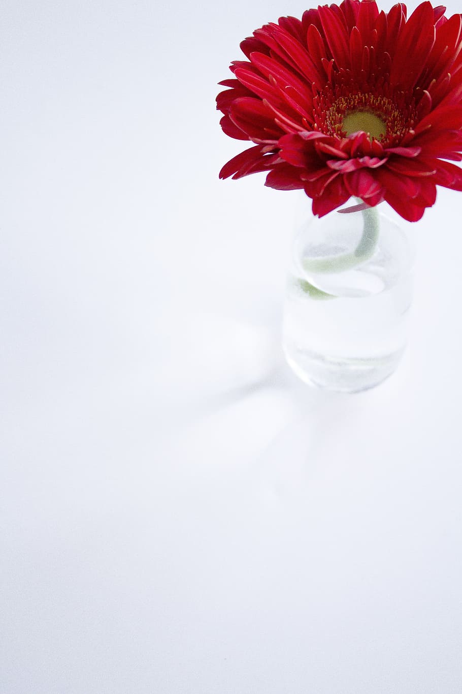 Red Daisy On White Photo, Flowers, flowering plant, studio shot HD wallpaper