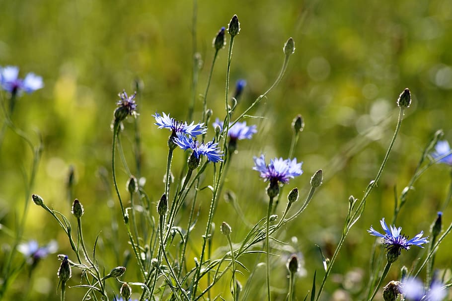 cornflower, nature, summer, blue, meadow, flower meadow, flowering plant HD wallpaper