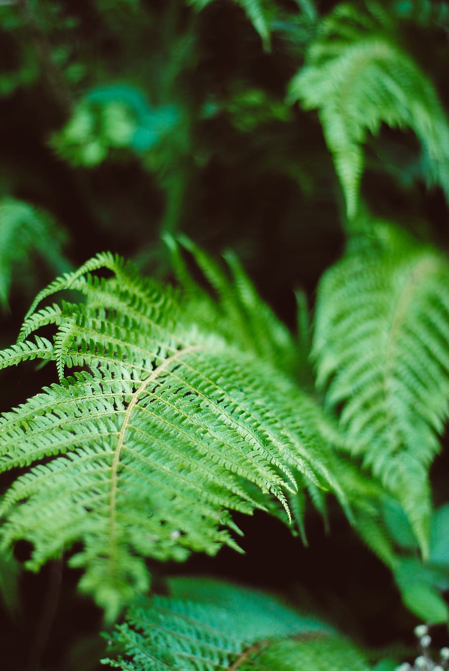 fern, green, leaf, leaves, black, dark, forest, woodland, nature HD wallpaper