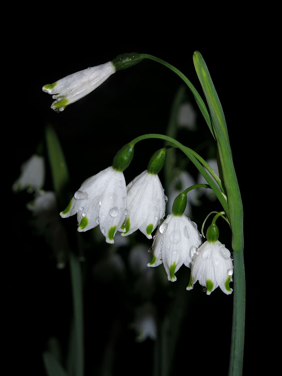 snowflake, spring knotenblume, leucojum vernum, maerzgloeckchen, HD wallpaper