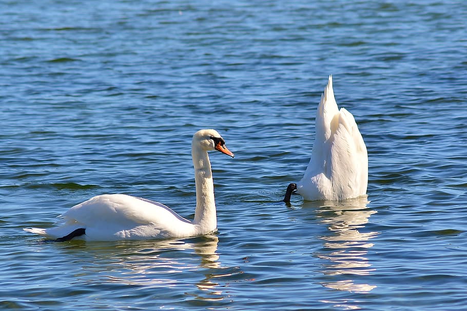 swan, diving, dive, baltic sea, water bird, animal wildlife HD wallpaper