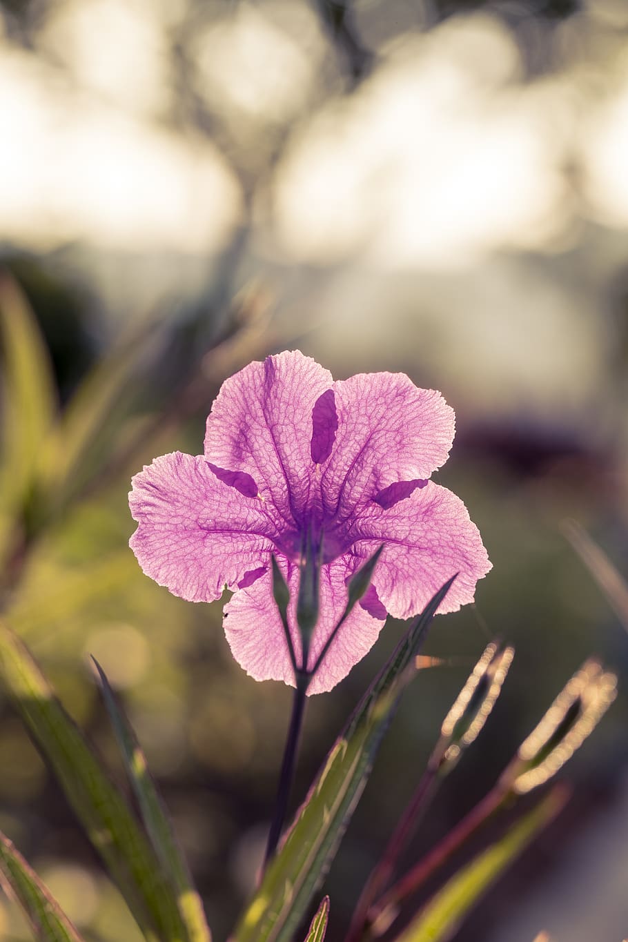 Purple Petaled Flower, bloom, blossom, flora, macro, plant, flowering plant HD wallpaper