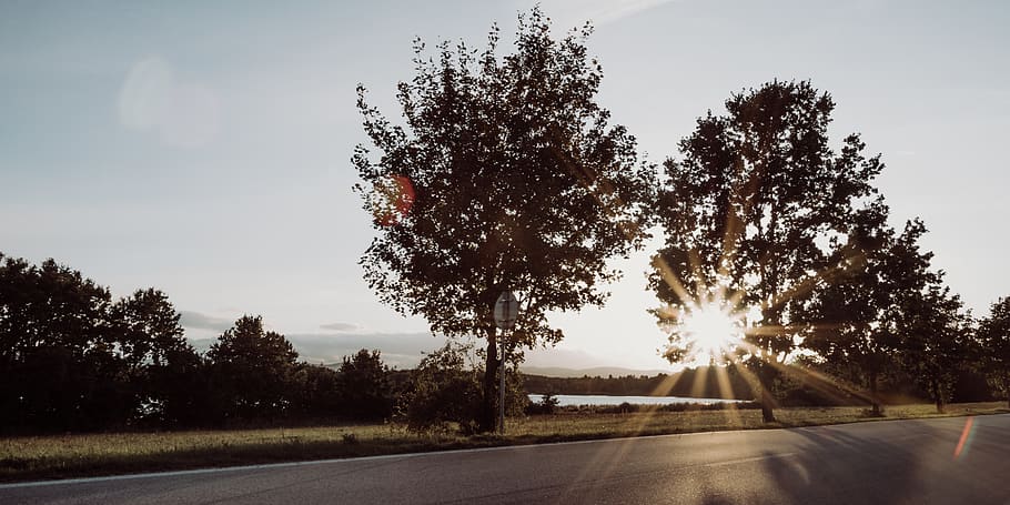 light, flare, sunlight, tree, tarmac, asphalt, nature, sunset HD wallpaper