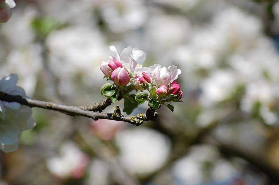 apple blossom, spring, apple tree, branch, close up, pink, apple tree flowers HD wallpaper