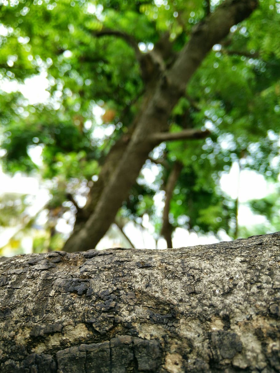 pune, trees, nature, forest, plant, tree trunk, focus on foreground HD wallpaper