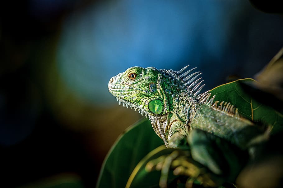 predator, wildlife, nature, animal, mammal, hunter, portrait HD wallpaper