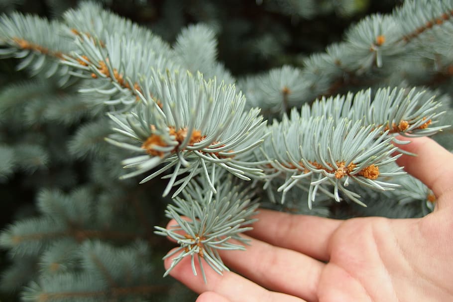 green pine tree branch, flora, plant, conifer, abies, fir, touch HD wallpaper