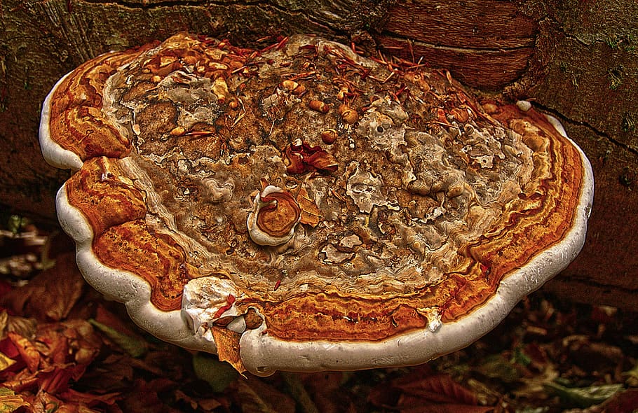 tinder, tree fungus, mushroom, sponge, fomes fomentarius, parasite, HD wallpaper