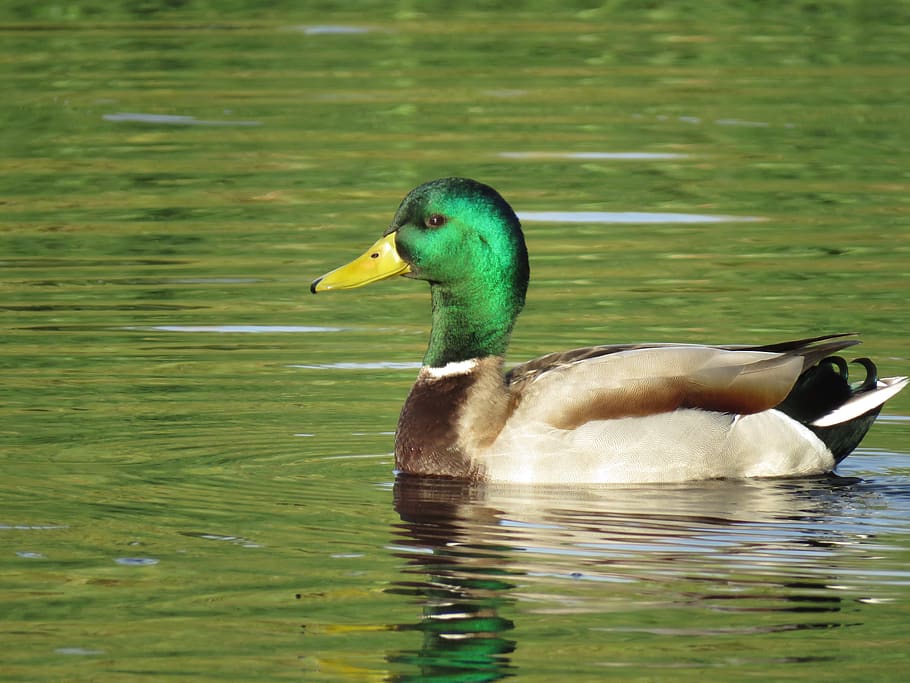 mallard, duck, bird, pond, swim, colorful, mirroring, animal wildlife HD wallpaper