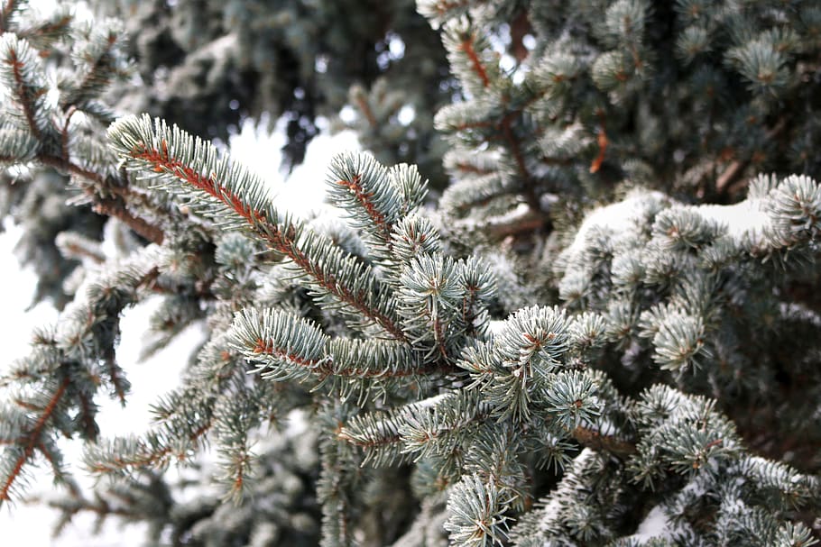 pine, pine tree, leaves, conifers, snow, snow crystals, softwood HD wallpaper