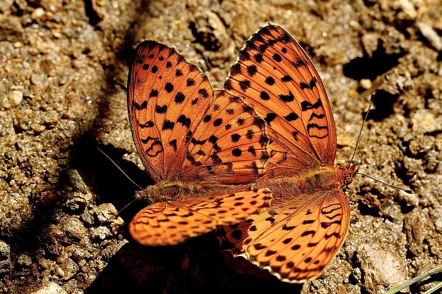 france, animal wildlife, animal themes, animals in the wild HD wallpaper