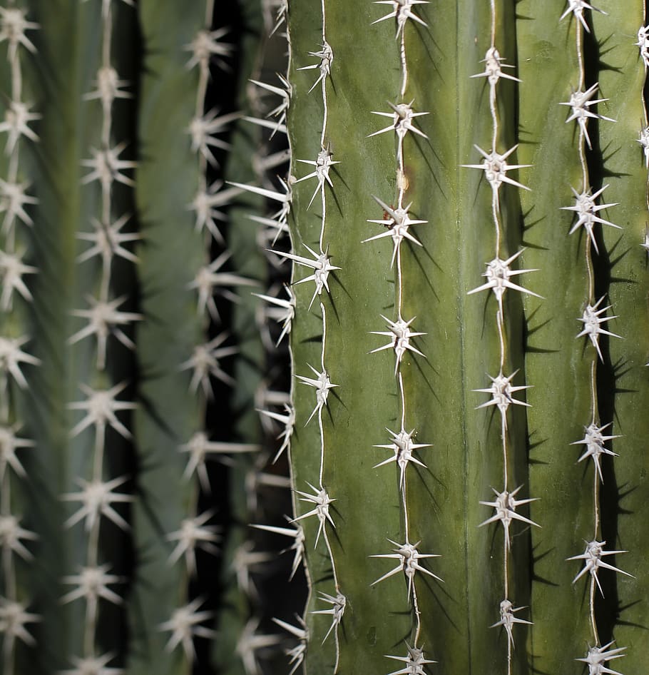 cactus, desert, spikes, prickly, cacti, arid, plant, green HD wallpaper