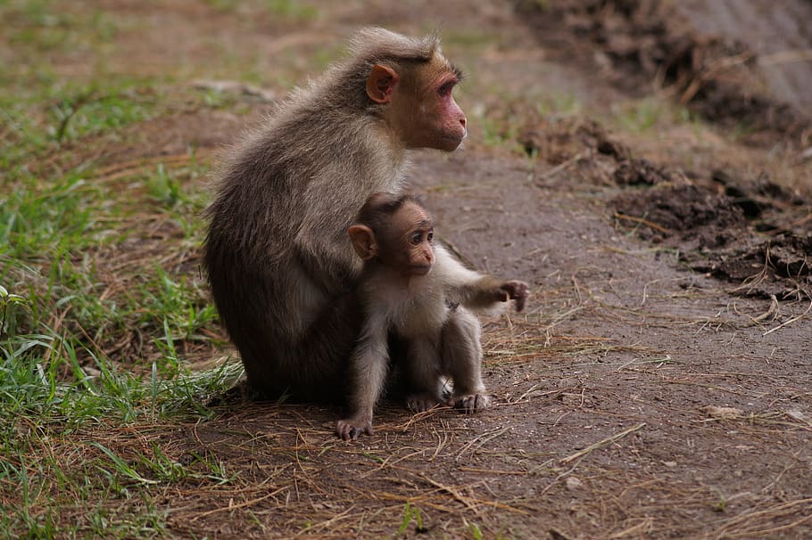 india, avalanche lake, monkeys, apps, love, care, forest, family HD wallpaper