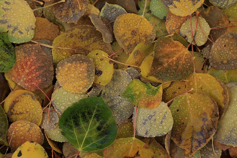 canada, lethbridge, leaf, plant part, full frame, no people HD wallpaper