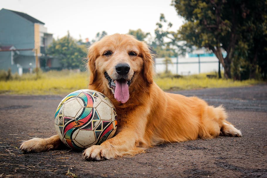 Golden retriever puppy sitting on ground with soccer ball in front