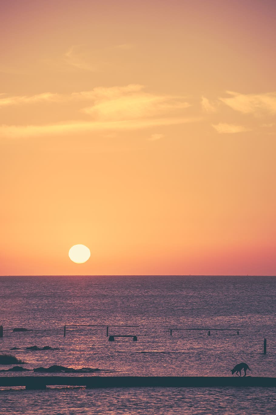 sun, sunset, dog, sea, orange, sky orange, water, horizon over water HD wallpaper