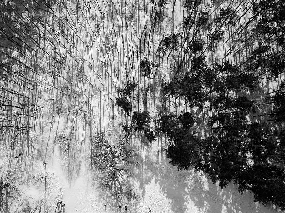 forest, bandw, trees, pines, winter, shadows, plant, growth HD wallpaper