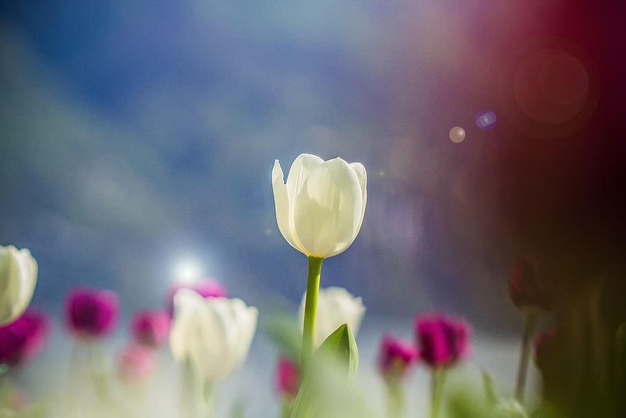 tulip, spring, white, blossom, bloom, petal, background, tulips HD wallpaper