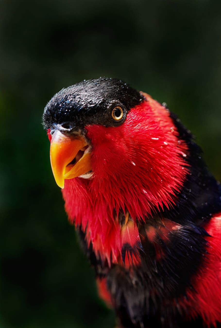 red and black bird, animal themes, one animal, vertebrate, animals in the wild HD wallpaper