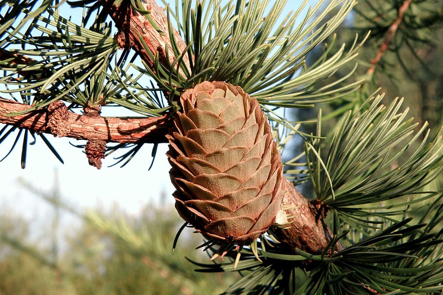pine cone, spruce, needles, tree, green, cones, forest, nature, HD wallpaper