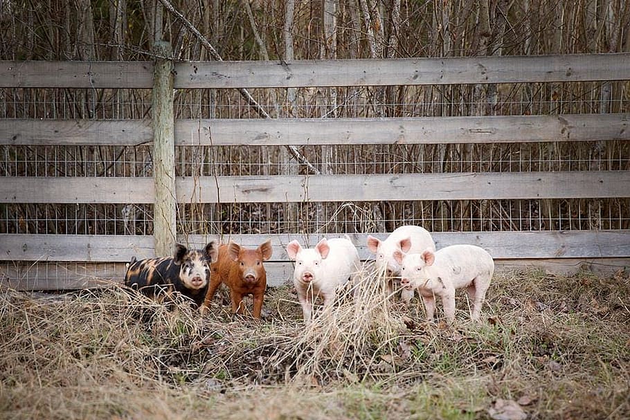 Piglets In Hay Filled Pen Photo, Animals, Farm, mammal, domestic animals HD wallpaper