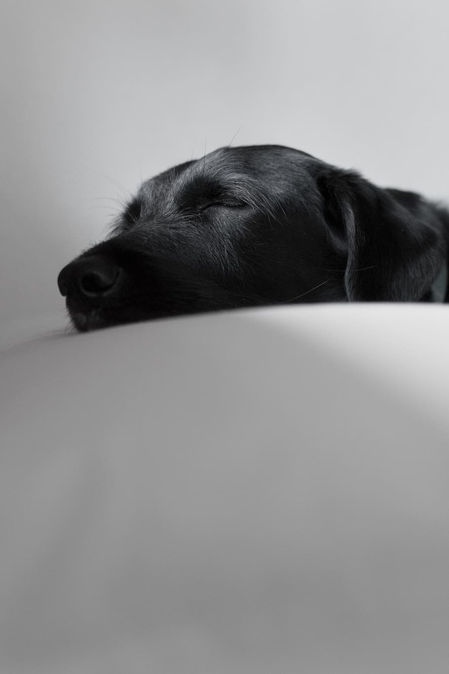 black Labrador retriever sleeping, one animal, mammal, animal themes HD wallpaper