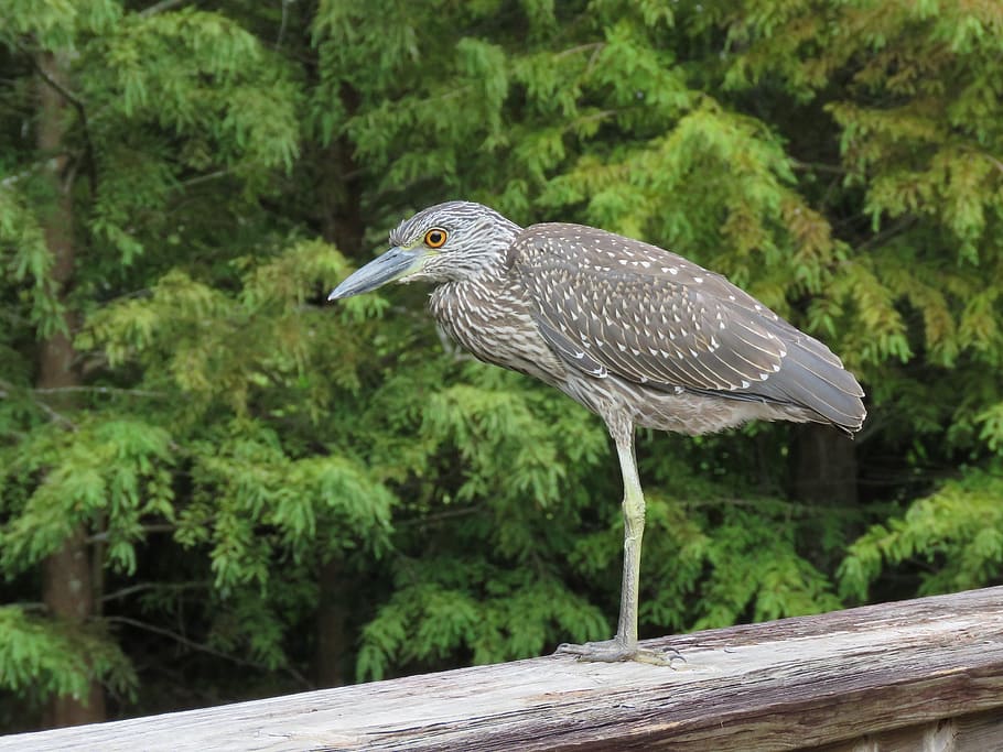 heron, yellow, crowned, night, wildlife, bird, nature, portrait HD wallpaper