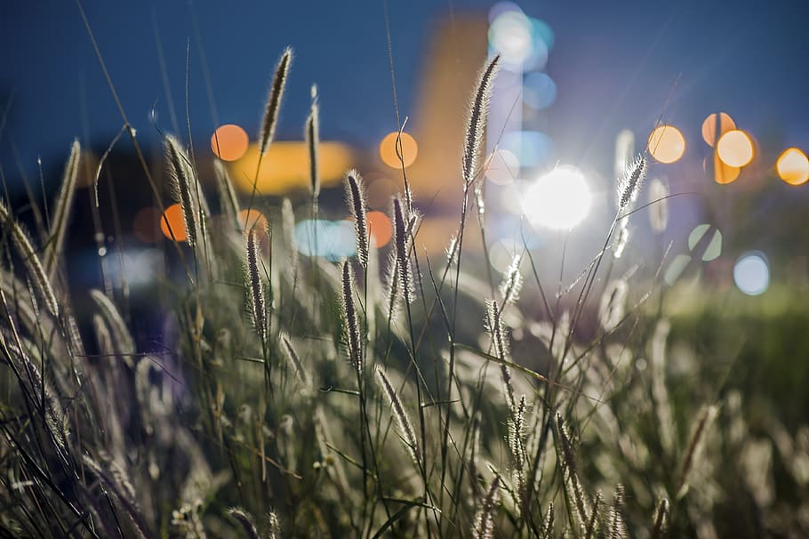 Close-up Photography of Grass Flowers, beautiful, bloom, blooming HD wallpaper
