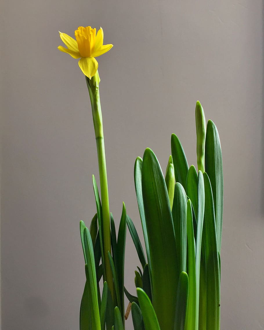 plant, flower, blossom, daffodil, gijón, calle río piloña HD wallpaper