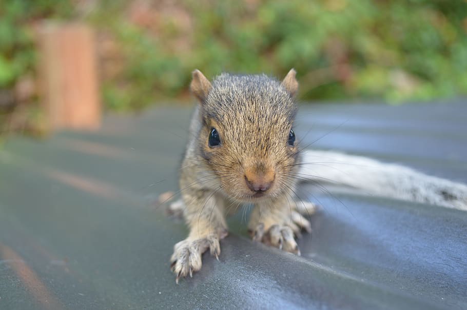 squirrel, nature, animal, cute, wildlife, furry, little, sweet HD wallpaper