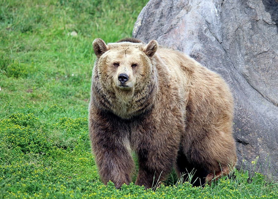 HD wallpaper grizzly bear, montana, bozeman, montana grizzly encounter
