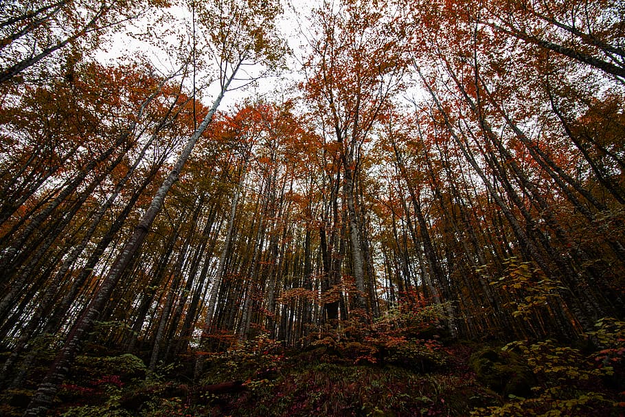 forest, nature, irati, landscape, mystic, leaves, wood, tree HD wallpaper
