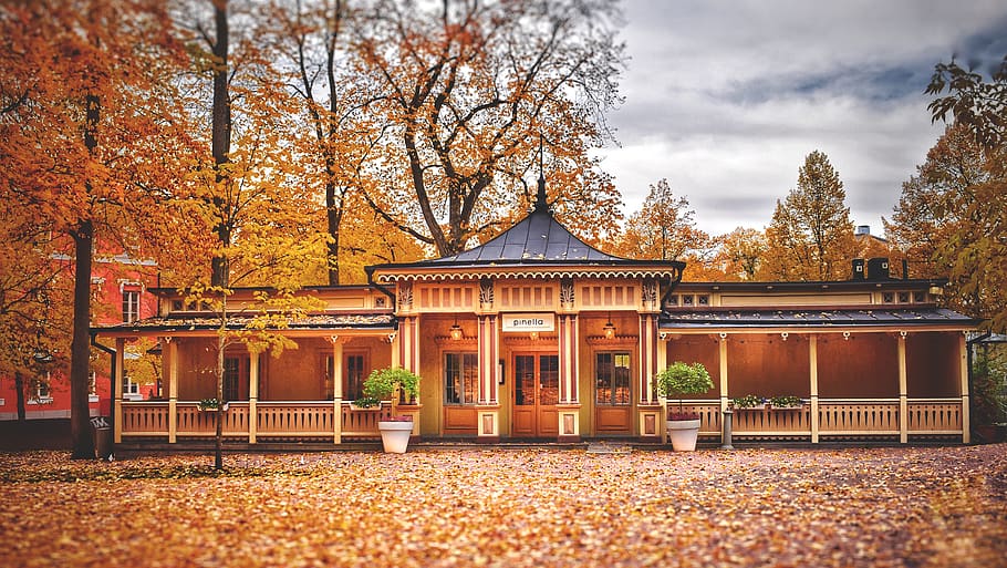 finland, turku, autumn, tree, architecture, built structure, HD wallpaper