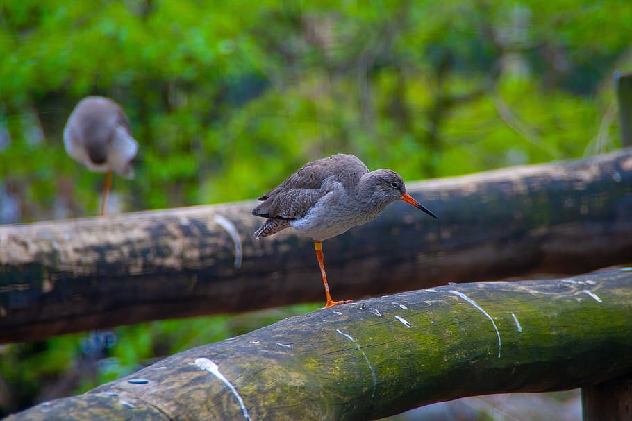 bird, vogel, hdr, details, face it, wild, wildanimal, sick, HD wallpaper