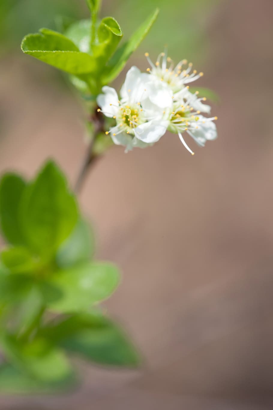 beautiful, blossom, bunch, closeup, detail, flora, floral, flores HD wallpaper