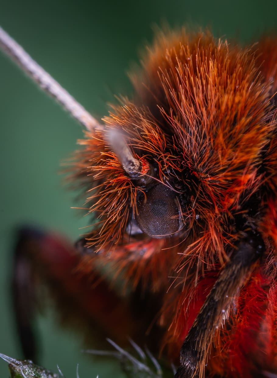Red and Black Insect, bug, close-up, hairy, macro, moth, one animal HD wallpaper