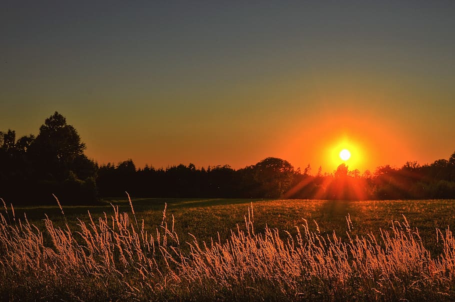Photograph of the Sun setting, backlit, dawn, evening, field HD wallpaper