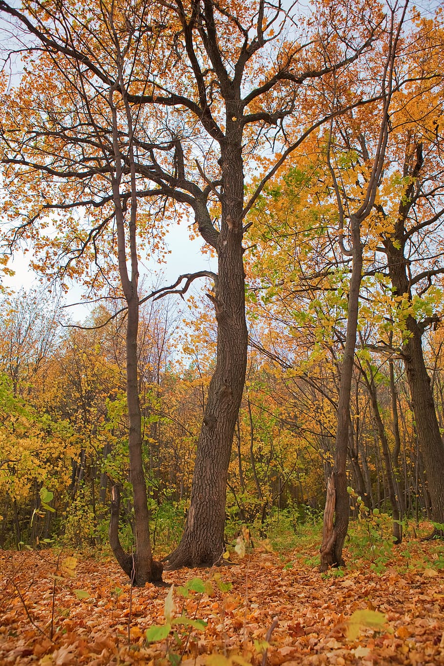 autumn, forest, scene, leaf, leaves, yellow, tree, park, wood HD wallpaper