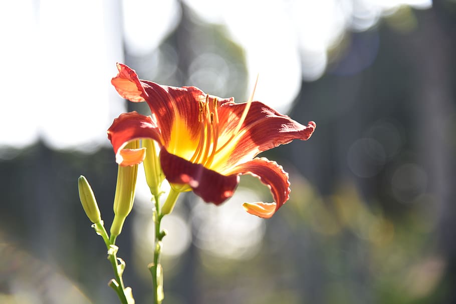 flowers, nature, spring, plant, flora, petals, colorful, flowering HD wallpaper