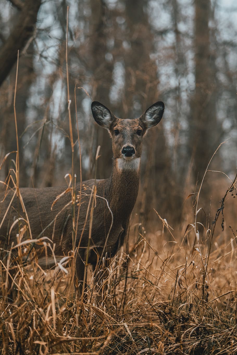 brown deer near trees, animals in the wild, animal themes, one animal HD wallpaper