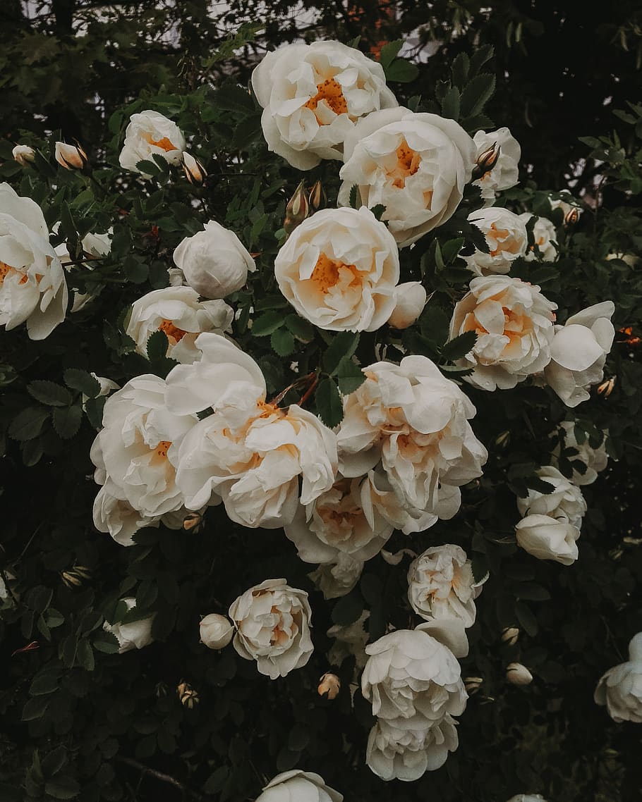 HD wallpaper: white roses, garden, white flowers, evening, red roses,  atmospheric | Wallpaper Flare