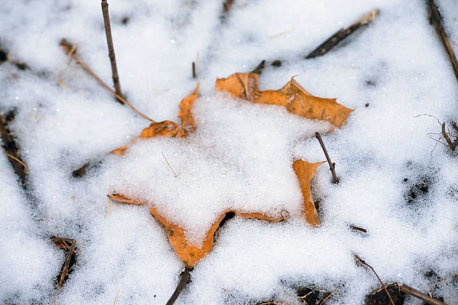 autumn, brown, cold, day, forest, frost, leaf, leafs, leaves HD wallpaper