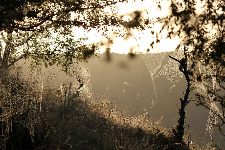 landscape, sunlight, trap, forest, nature, trees, sky, outdoor HD wallpaper