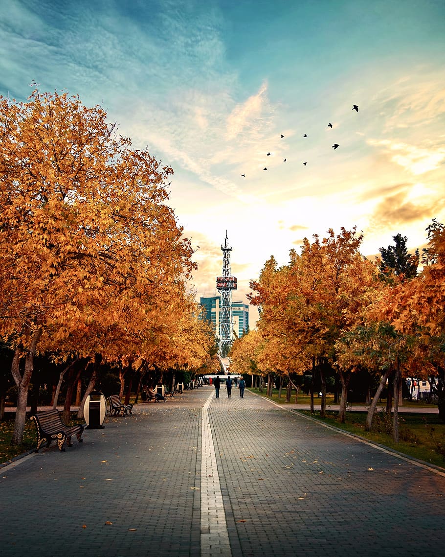 azerbaijan, bakı, dənizkənarı milli park, tree, plant, architecture HD wallpaper