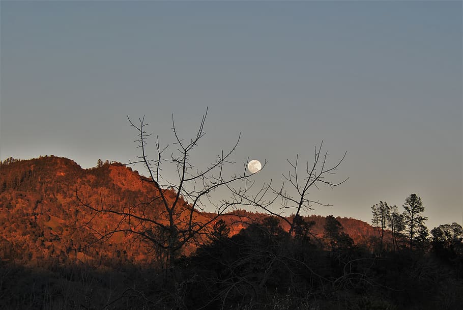 bare tree, nature, outdoors, moon, universe, night, astronomy, HD wallpaper